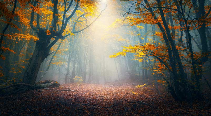 How to master writing in a subgenre